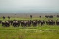 Line of white-bearded wildebeest migrate over grassland