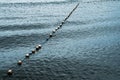 Line of white saferty buoy on seascape.