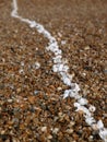 Line of white shells on beach Royalty Free Stock Photo