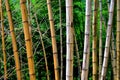 A line of withered bamboos
