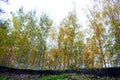 Line of yellow birches forest on the edge of the ravine, view from ground Royalty Free Stock Photo