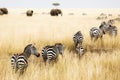 Line of Zebra in Grass of Kenya Royalty Free Stock Photo