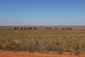 Line of Zebu cattle grazing in Madagascar