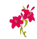 Linear Colored Sketch of Beautiful Lily Flowers on White Background