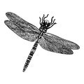 linear drawing of a dragonfly