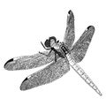 linear drawing of a dragonfly