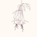 Linear drawing of flower. Blooming fuchsia branch