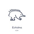 Linear echidna icon from Animals and wildlife outline collection. Thin line echidna vector isolated on white background. echidna