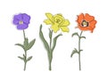 Linear flowers violet, narcissus, poppy spots on a white background