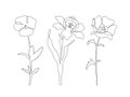 Linear flowers violet, narcissus, poppy on a white background