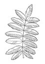 Linear graphic picture rowan leaves with veins isolated on a white background.