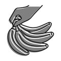 Linear icon, female hand takes bunch of sweet ripe bananas. Harvesting tropical fruits. Simple black and white vector isolated on