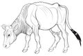 Linear illustration of a grazing domestic cow.