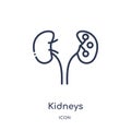 Linear kidneys icon from Medical outline collection. Thin line kidneys icon isolated on white background. kidneys trendy