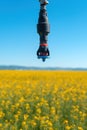 Linear or lateral move irrigation with rotator style pivot applicator sprinkler in rapeseed field Royalty Free Stock Photo