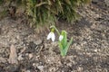 Linear leaves and a single white drooping bell shaped flower of snowdrop with six petal-like tepals in two circles