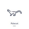 Linear polecat icon from Animals and wildlife outline collection. Thin line polecat vector isolated on white background. polecat Royalty Free Stock Photo