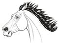 Linear portrait of a running bronco pulled its ears back. Royalty Free Stock Photo