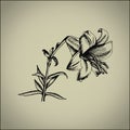 A linear and retro-style illustration of a lily Royalty Free Stock Photo