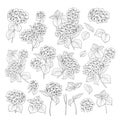 Linear style set of white hydrangea, hand drawn contour illustration of hortensia flowers isolated on a white background Royalty Free Stock Photo