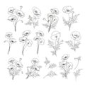 Linear style set of white poppy, hand drawn contour illustration of flowers isolated on a white background. White