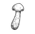 Linear white Mushroom. Hand drawn vector illustration of Boletus. Sketch of porcini in line art style on isolated