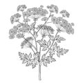 Vector branch of outline toxic Conium maculatum or poison Hemlock flower bunch, leaf and seeds in black isolated on white.