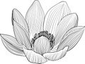 Lineart lotus flower line illustration. Vector abstract black and white floral background Royalty Free Stock Photo