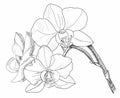 Lineartof white Phalaenopsis Orchid, black&white
