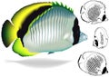 Lined Butterflyfish Set