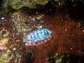 Lined Chiton Tonicella lineata Royalty Free Stock Photo