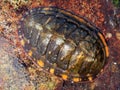 Lined Chiton - Tonicella lineata Royalty Free Stock Photo