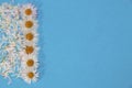 lined daisy flowers on the left side of the blue background in a straight line, leaving behind a trail of petals, Royalty Free Stock Photo