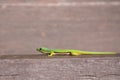 Lined Day Geckos phelsuma Lineata Lineata