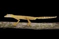 Lined Flat-tail Gecko (Uroplatus lineatus)