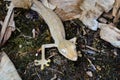 Lined flat-tail gecko - Uroplatus lineatus - walking on black ground, detail to head with white eyes