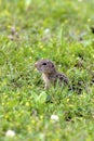 13-lined Ground Squirrel  601385 Royalty Free Stock Photo