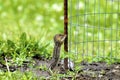 13-lined Ground Squirrel  601359 Royalty Free Stock Photo