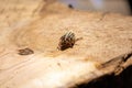 10 lined june beetle crawling on large stump