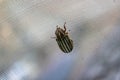 10 lined june beetle on a screen