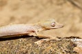 Lined leaf-tailed gecko