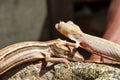 Lined Leaf-Tailed Geckos