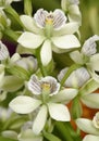 Lined Petal Prosthechea Orchid Royalty Free Stock Photo