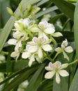 Lined Petal Prosthechea Orchid Royalty Free Stock Photo