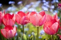 Flower on blue blurs