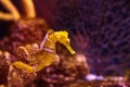 Lined seahorse Hippocampus erectus