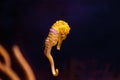 Lined seahorse Hippocampus erectus