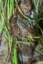 Lined Seahorse Royalty Free Stock Photo
