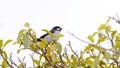 Lined Seedeater Bird Royalty Free Stock Photo