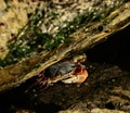 Lined Shore Crab